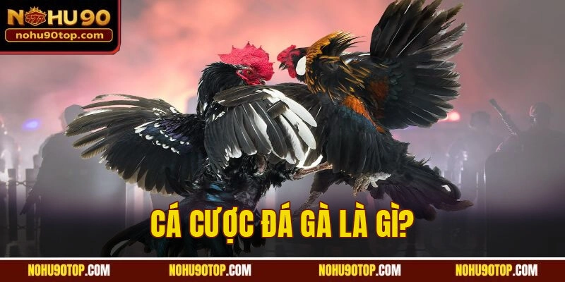 Cá cược đá gà là gì?